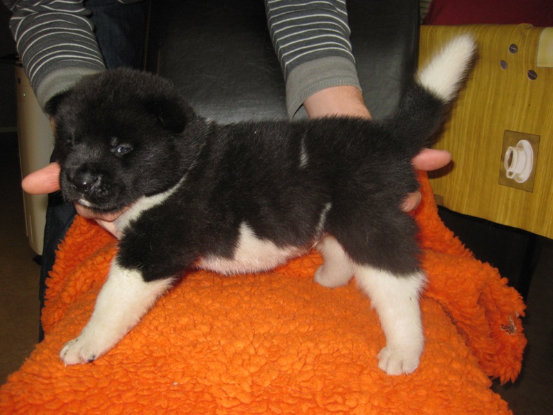 Puppies